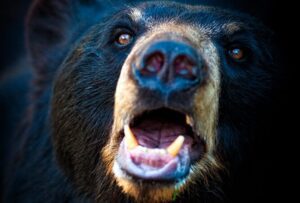 Descubre la presencia de osos en México: ¿Dónde y cómo encontrarlos? 20 descubre la presencia de osos en mexico donde y como encontrarlos