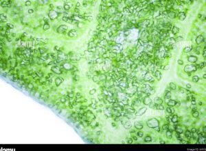descubre la sorprendente estructura de la lechuga bajo el microscopio