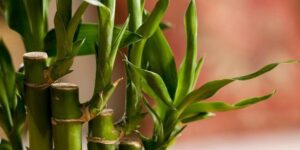 descubre los diferentes tipos de bambu para decorar tu hogar o jardin