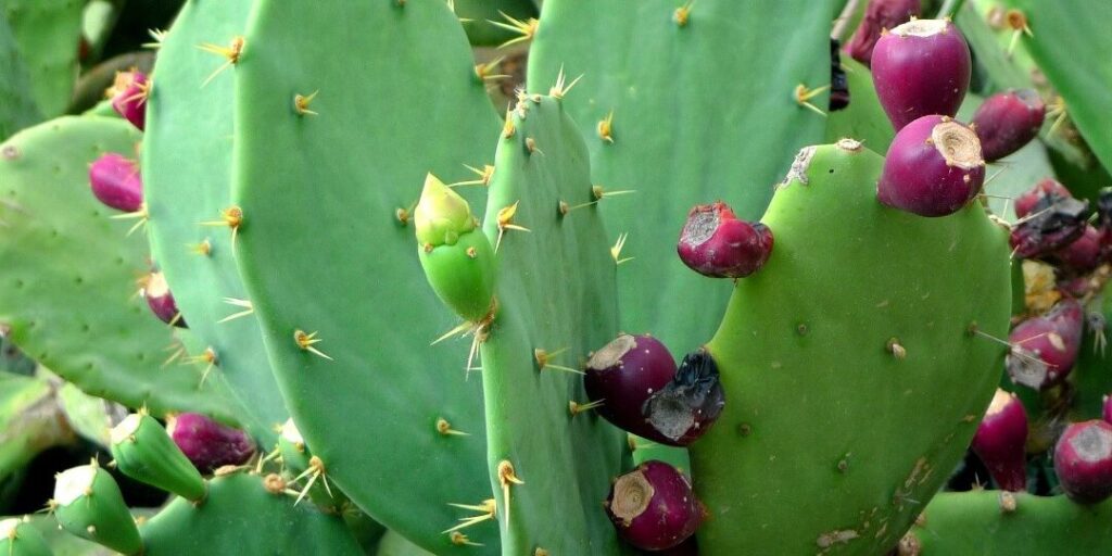 Descubre los diferentes tipos de nopal y sus características 3 descubre los diferentes tipos de nopal y sus caracteristicas