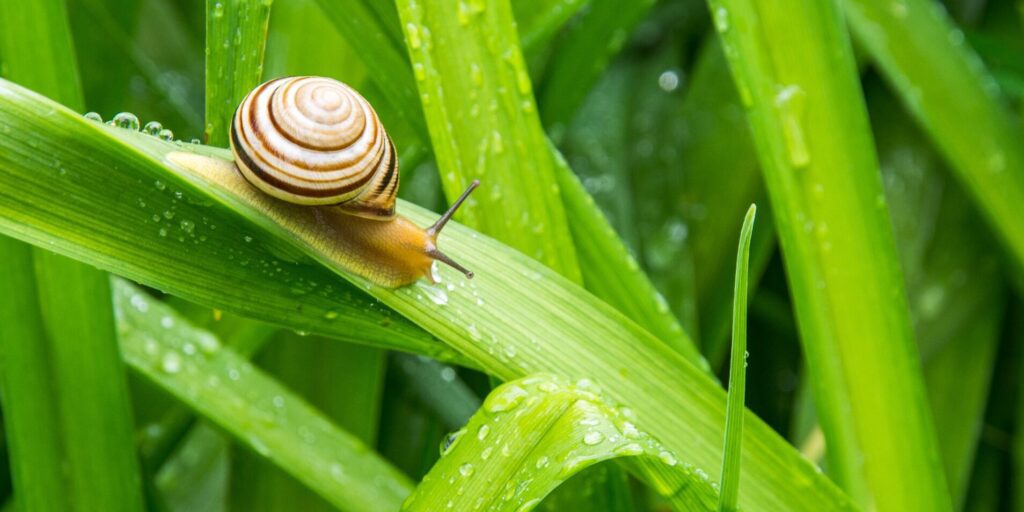 descubre los diferentes tipos de pinos cual es el adecuado para tu jardin