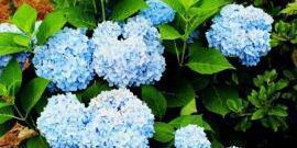 Descubre los estolones: qué son y ejemplos de su uso.