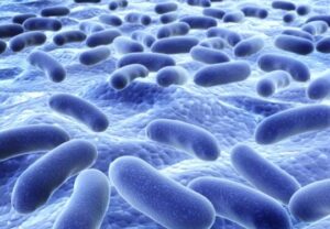 Descubre los tipos y ejemplos de levaduras en la microbiología 13 descubre los tipos y ejemplos de levaduras en la microbiologia