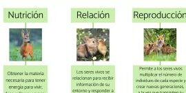 Descubre los tipos y ejemplos de relaciones interespecíficas en la naturaleza
