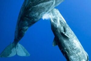 descubre por que la ballena es un mamifero y no un pez