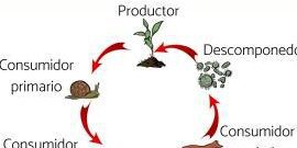 Descubre qué es una cadena trófica y conoce algunos ejemplos interesantes