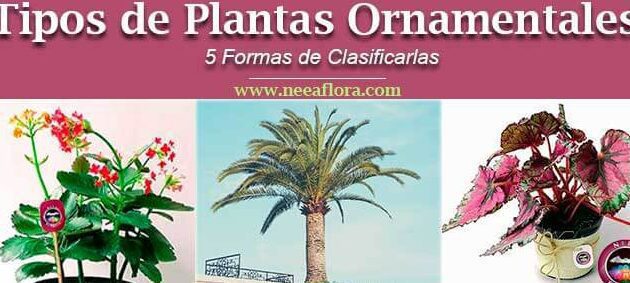 Descubre todo sobre los arbustos: su definición y características 5 Descubre todo sobre los arbustos: su definición y características