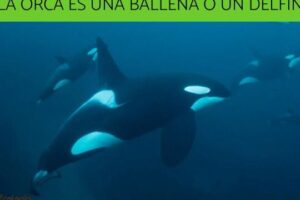 descubriendo la verdad la orca es una ballena no un delfin