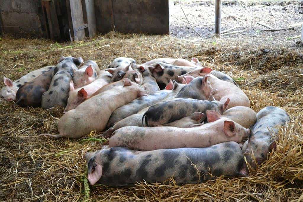 Cerdo en un corral amplio y limpio