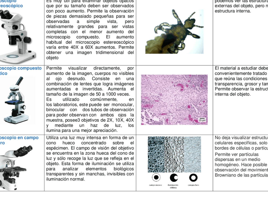 Desventajas del microscopio electrónico: Lo que necesitas saber 8 Desventajas del microscopio electrónico: Lo que necesitas saber