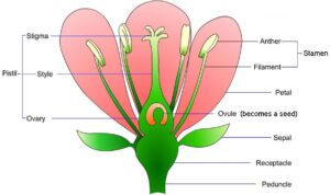 diagrama de anatomia vegetal con leyendas