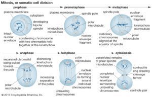 diagrama de las etapas de la mitosis