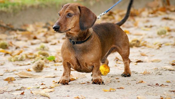 Perro salchicha anciano cuidado