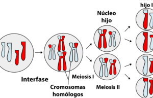 dos celulas con diferente cantidad de cromosomas