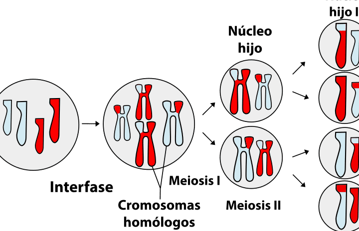 Célula haploide vs. diploide: diferencias clave que debes conocer