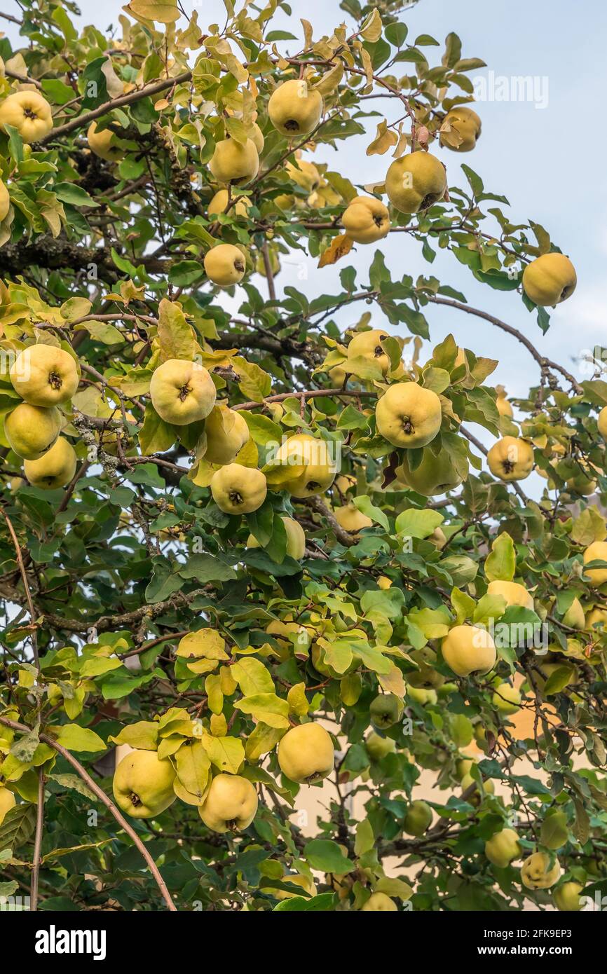 Membrillos maduros en el árbol