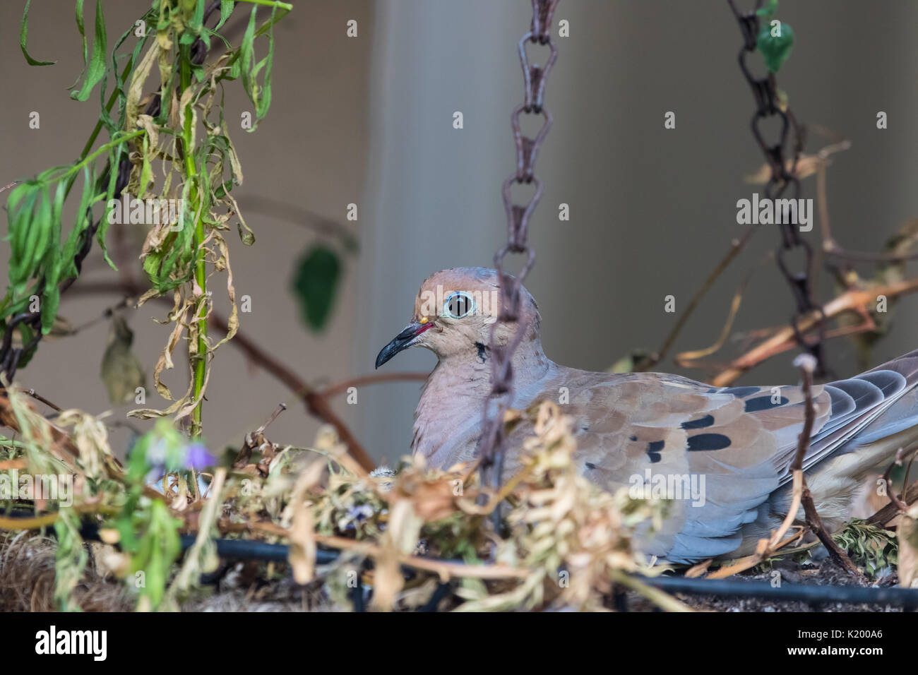 Paloma anidando en un jardín