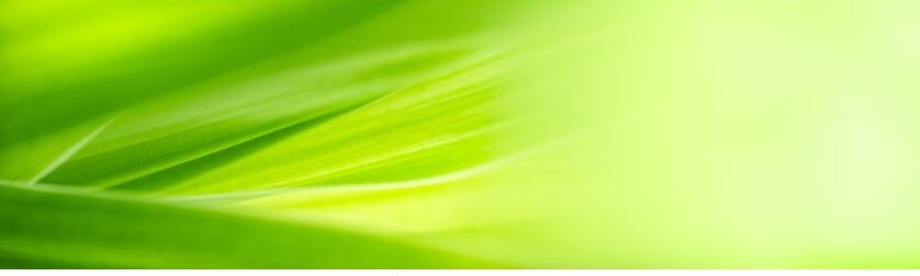 ecologia wallpaper 6