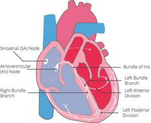 electrocardiograma mostrando actividad electrica del corazon