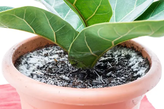 Hongos en macetas de plantas