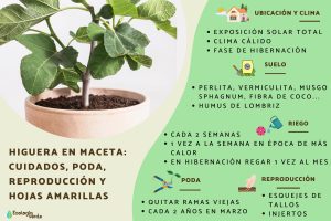 en que mes se injerta la higuera descubre el momento ideal