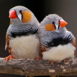 enfermedades mas comunes del diamante mandarin 22498 600 1