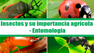entomologia 1