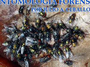 entomologia