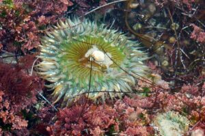 erizo de mar en una piscina de agua