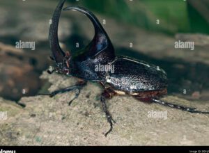 escarabajos gigantes en diferentes colores y formas