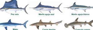 especies tiburones