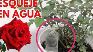 esqueje de rosal enraizado con flores
