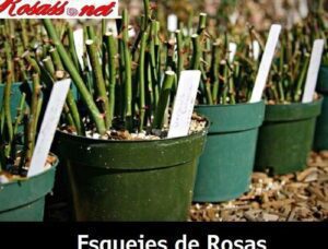 esqueje de rosal enraizando en una maceta