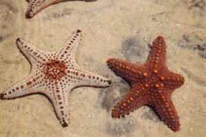 estrella de mar regenerando sus extremidades