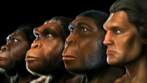 evolucion 1