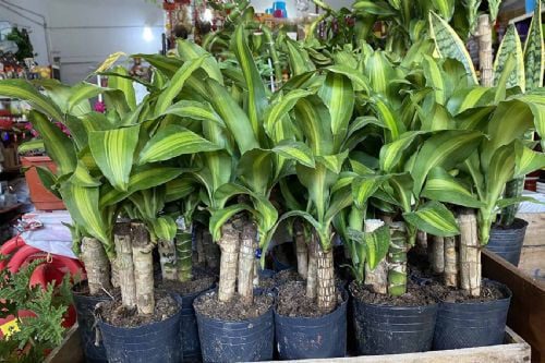 Palo de agua con hojas verdes saludables