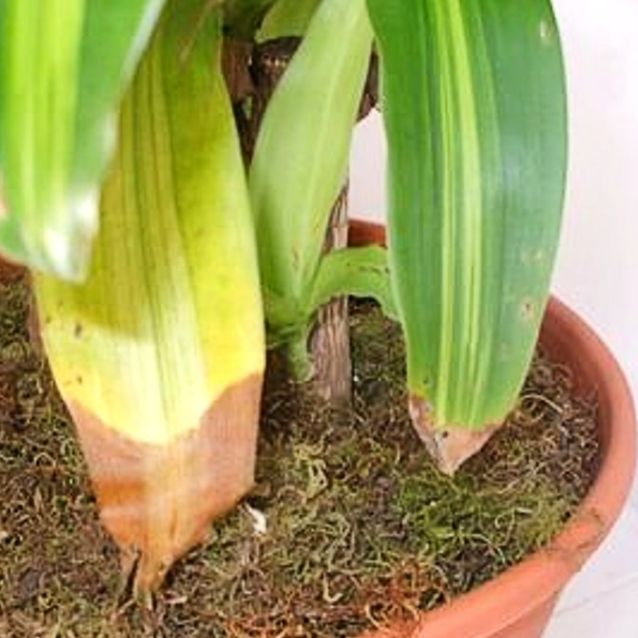 Qué hacer si las hojas del palo de Brasil se ponen amarillas 4 Qué hacer si las hojas del palo de Brasil se ponen amarillas