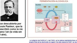 Fermentación: Tipos y Ejemplos de este Proceso Biológico 9 fermentacion tipos y ejemplos de este proceso biologico