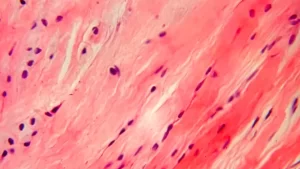 fibras de colageno bajo el microscopio descubre su estructura
