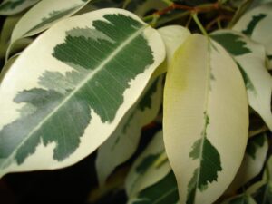 ficus benjamina con hojas amarillas y caidas