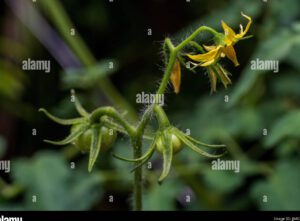 flor de tomate cayendo de la planta