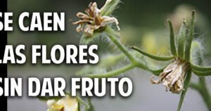 flor del tomate marchita y cayendo