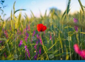El estigma de una flor: significado y relevancia en la reproducción vegetal 20 flor solitaria en medio de un campo verde