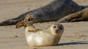 Focas en peligro: la alarmante situación de una especie en riesgo de desaparecer 56 focas en peligro la alarmante situacion de una especie en riesgo de desaparecer
