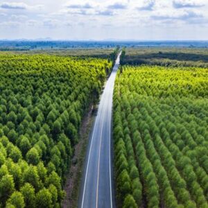 Fragmentación de hábitats: causas y consecuencias en la biodiversidad 9 fragmentacion de habitats causas y consecuencias en la biodiversidad