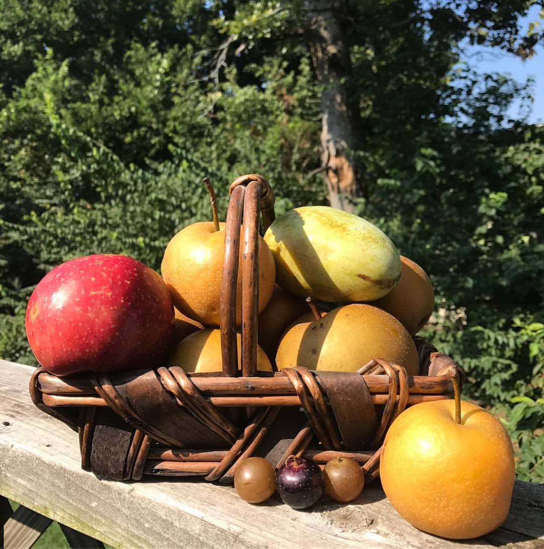 Cuál es el árbol que da frutos todo el año 4 Árboles frutales a lo largo del año