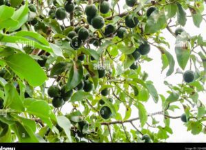 frutas inmaduras en un arbol