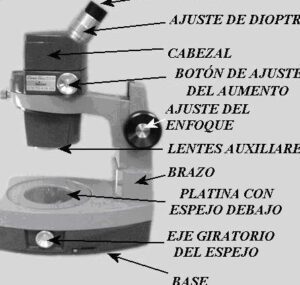 funcion del microscopio de diseccion guia completa