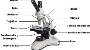 funcionamiento del microscopio de luz transmitida guia completa