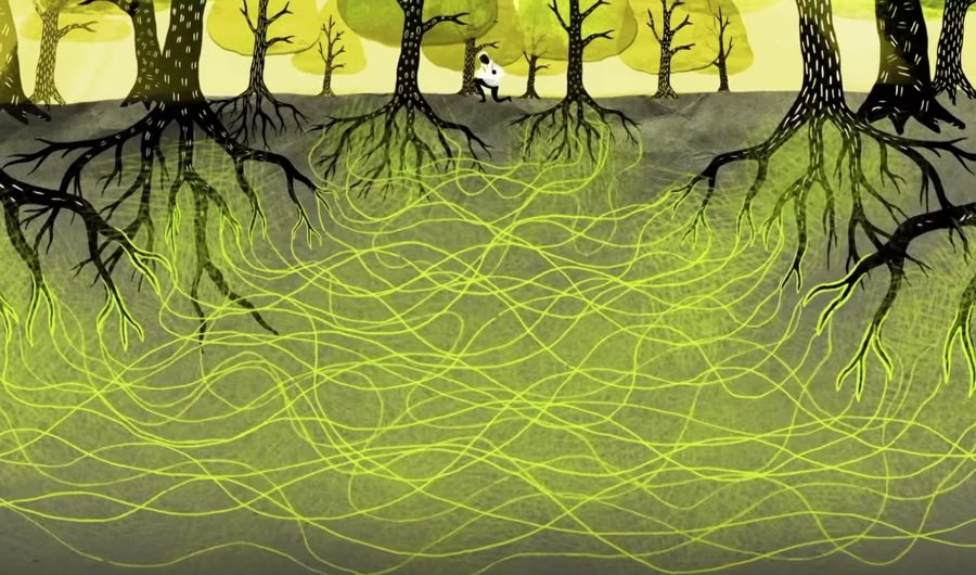 Qué pasa cuando plantas dos árboles juntos 4 Árboles entrelazados compartiendo nutrientes y espacio